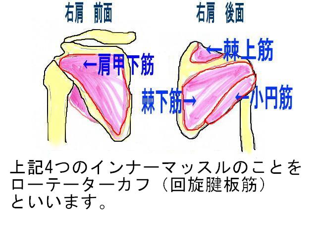 「ローテーターカフ」(回旋筋腱板)