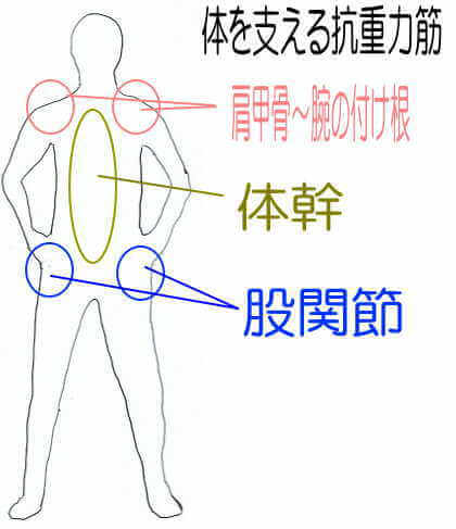 体を支える抗重力筋
